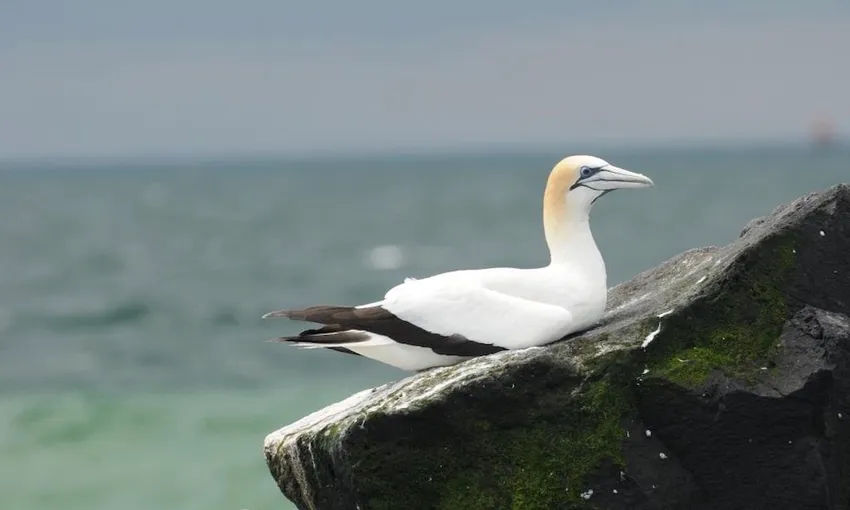 Seal and Dolphin Cruise, 90 Minutes - Port Phillip Bay, departing Queenscliff