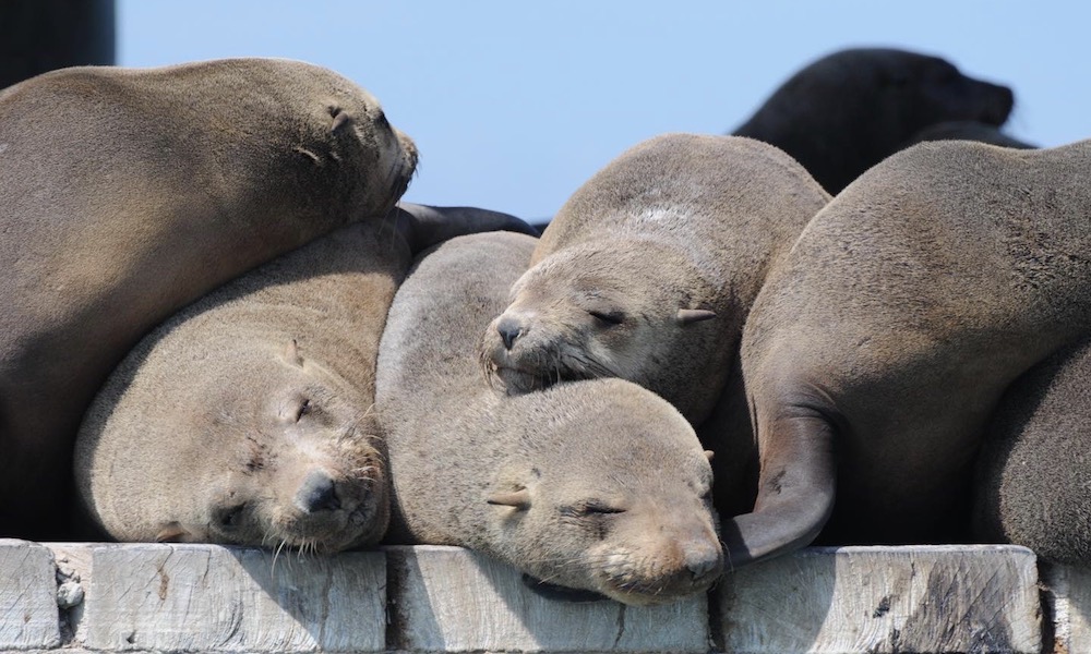 Seal and Dolphin Cruise, 90 Minutes - Port Phillip Bay, departing Queenscliff