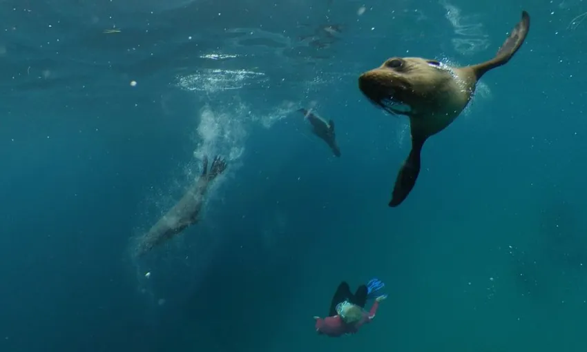 Seal and Dolphin Cruise, 90 Minutes - Port Phillip Bay, departing Queenscliff