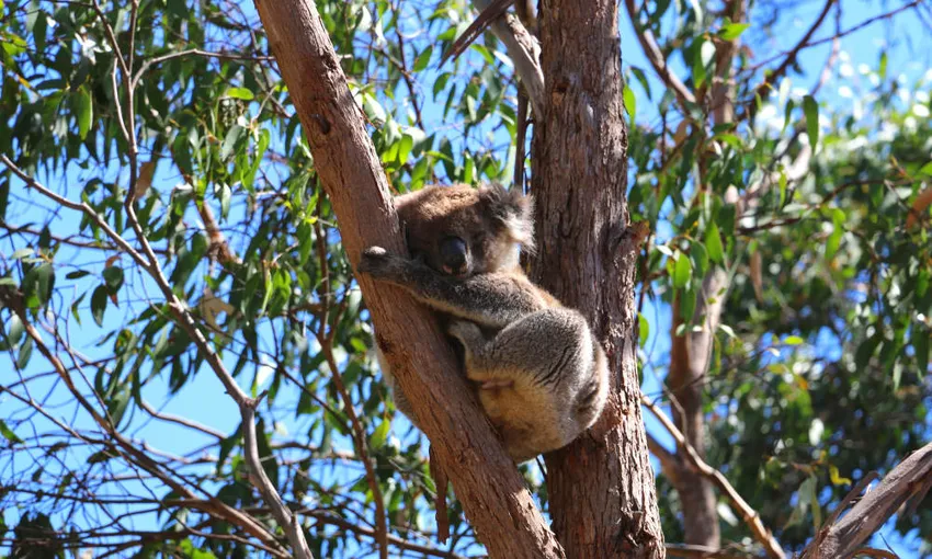 Morialta Wilderness and Wildlife Hike Tour, 3.5 Hours - Adelaide
