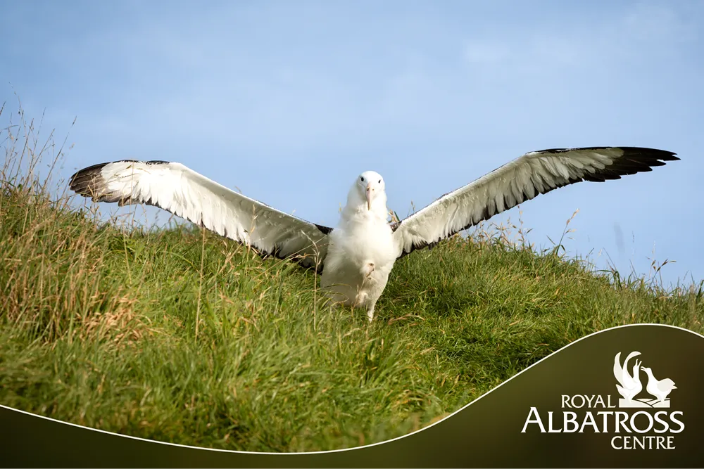 Dunedin Royal Albatross Viewing Tour - Book Now | Experience Oz + NZ-6