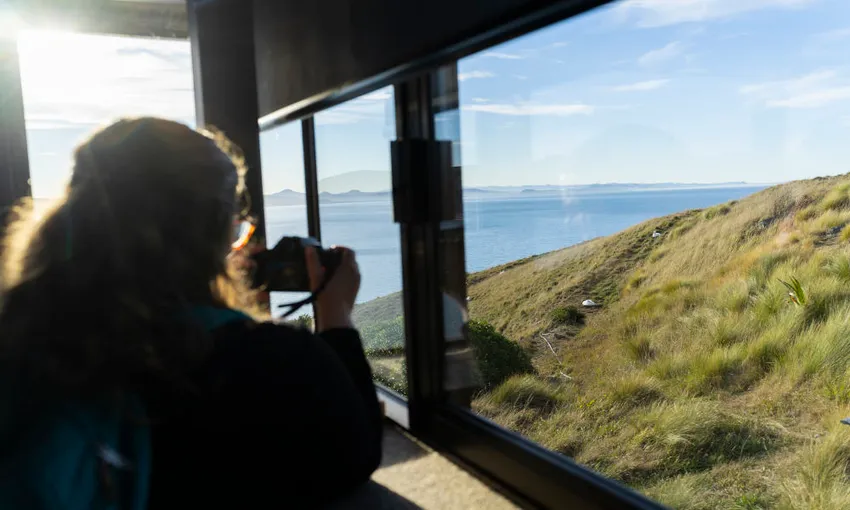 Dunedin Royal Albatross Viewing Tour - Book Now | Experience Oz + NZ