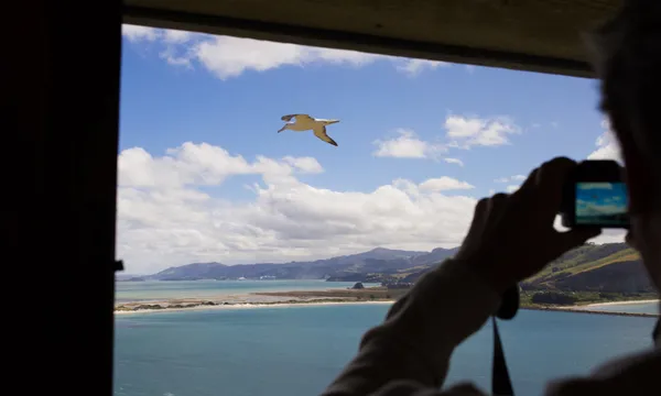 Dunedin Royal Albatross Viewing Tour 