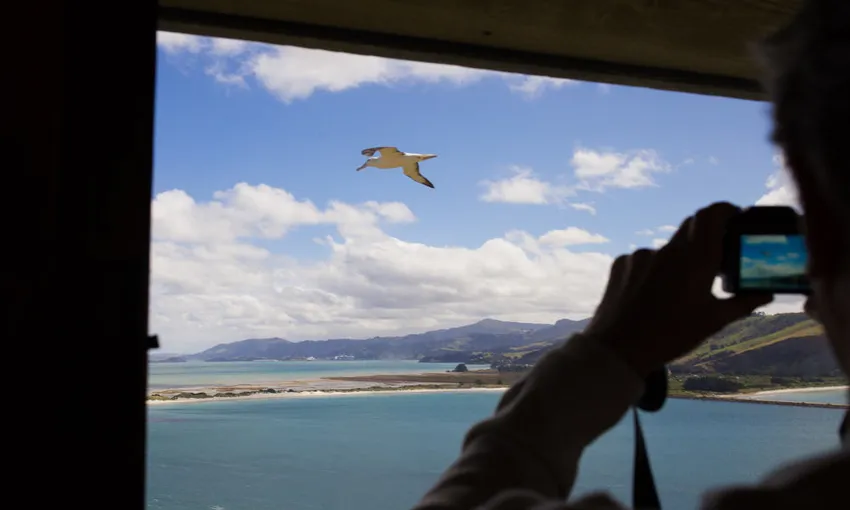 Dunedin Royal Albatross Viewing Tour - Book Now | Experience Oz + NZ