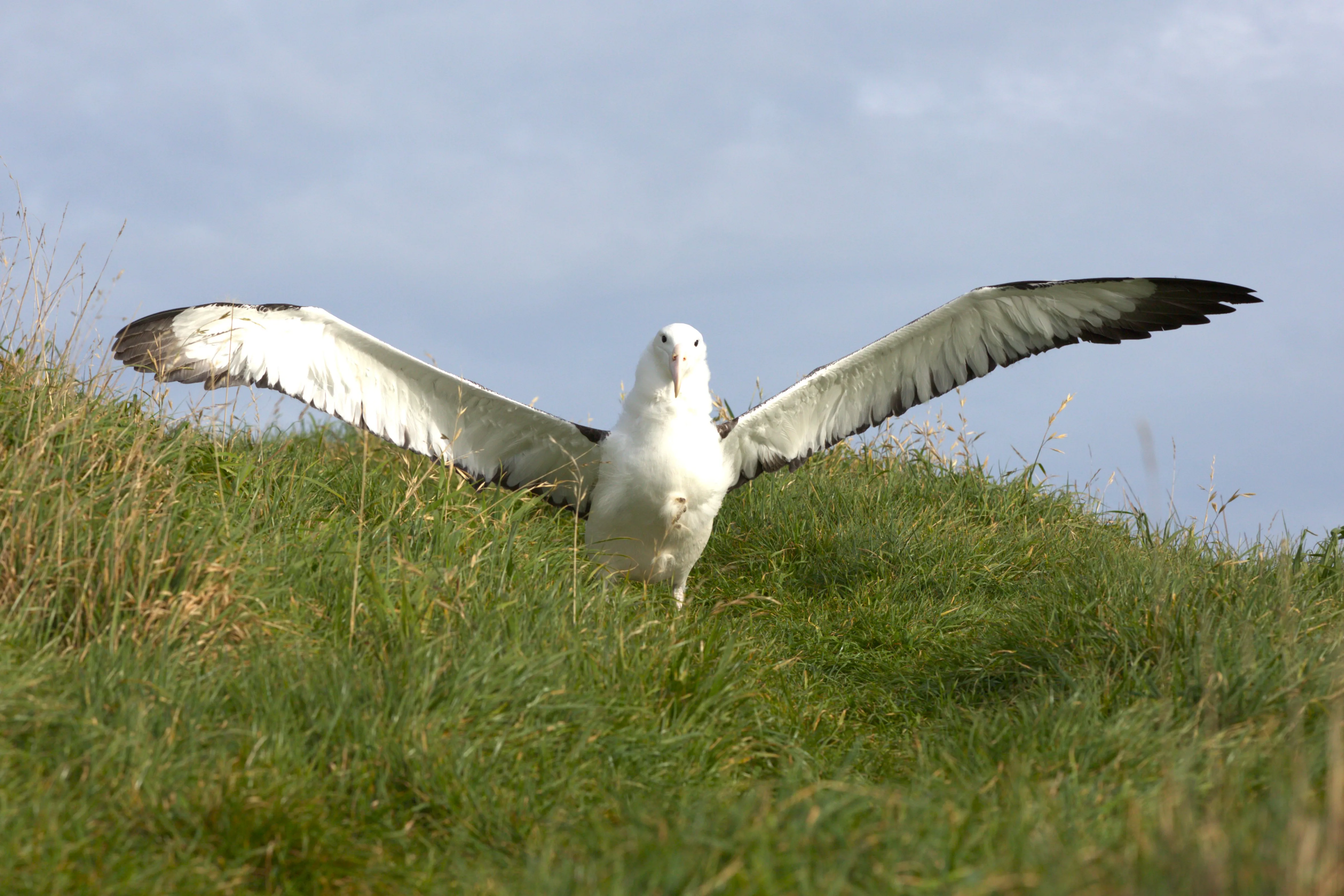 Dunedin Royal Albatross Viewing Tour - Book Now | Experience Oz + NZ-3