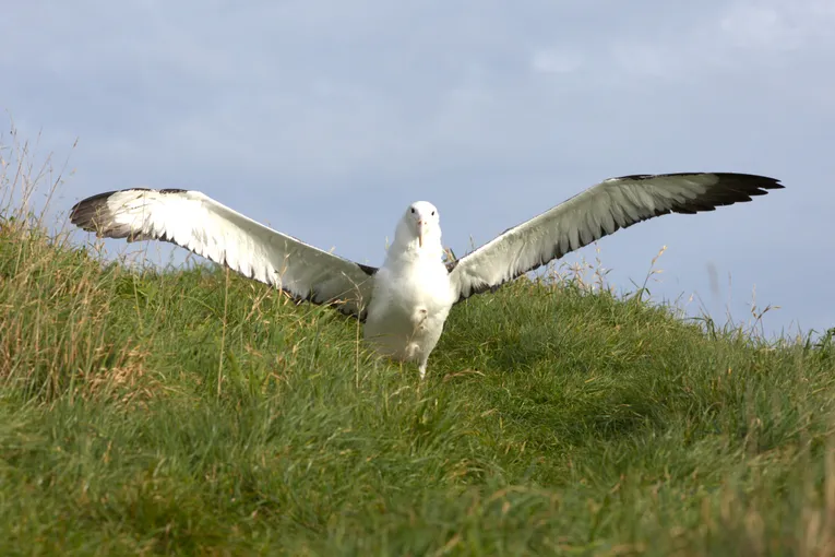 Dunedin Royal Albatross Viewing Tour - Book Now | Experience Oz + NZ