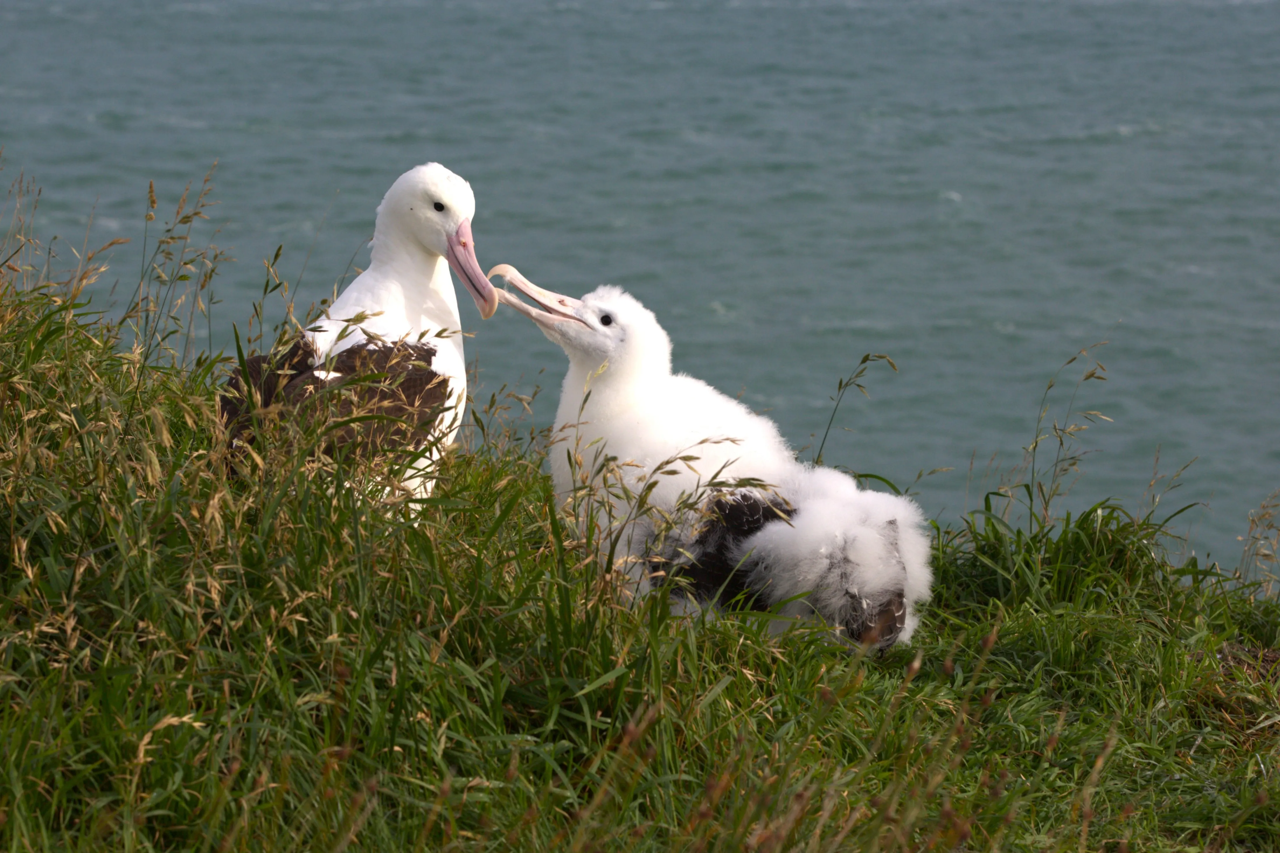 Dunedin Royal Albatross Viewing Tour - Book Now | Experience Oz + NZ-4
