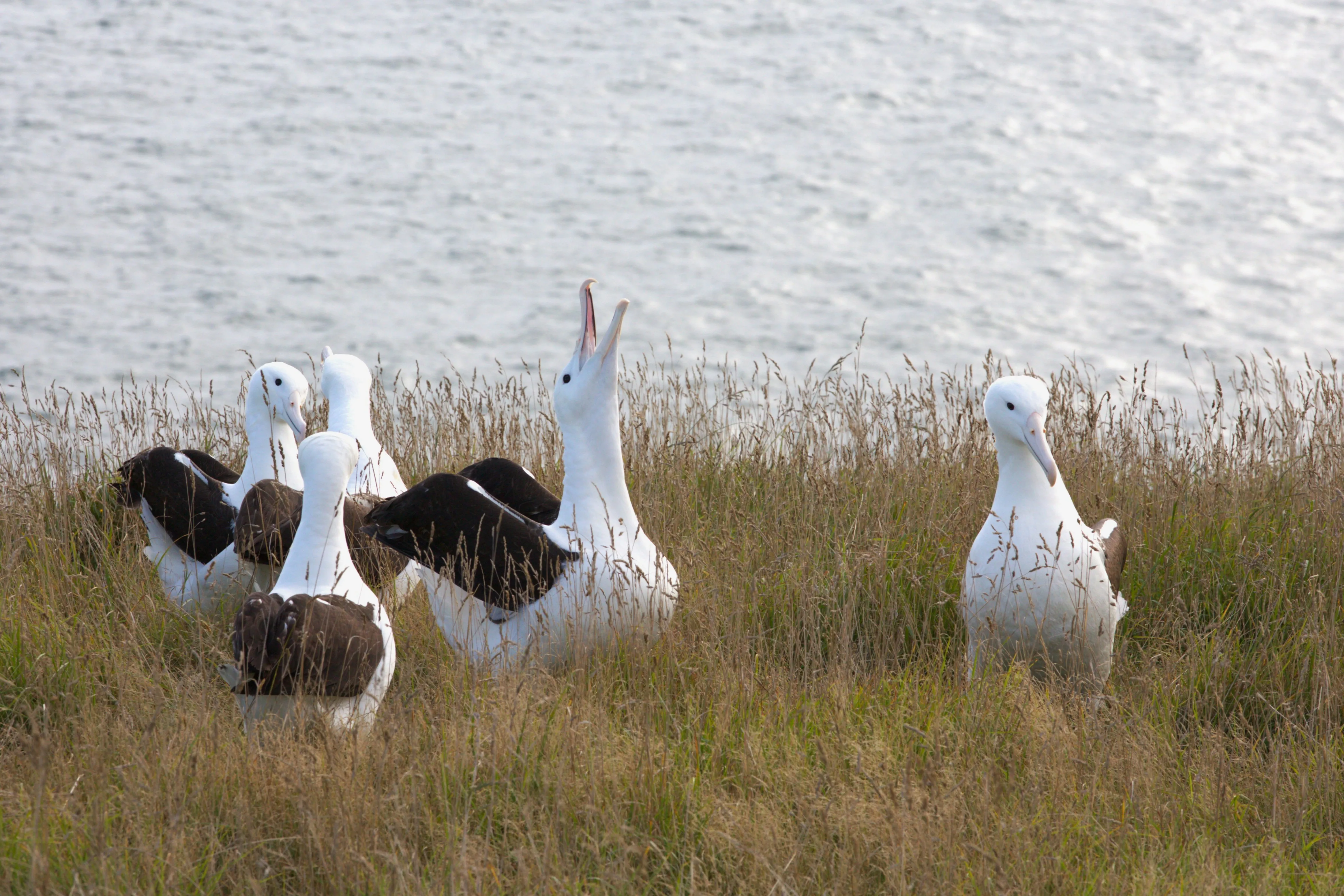 Dunedin Royal Albatross Viewing Tour - Book Now | Experience Oz + NZ-5