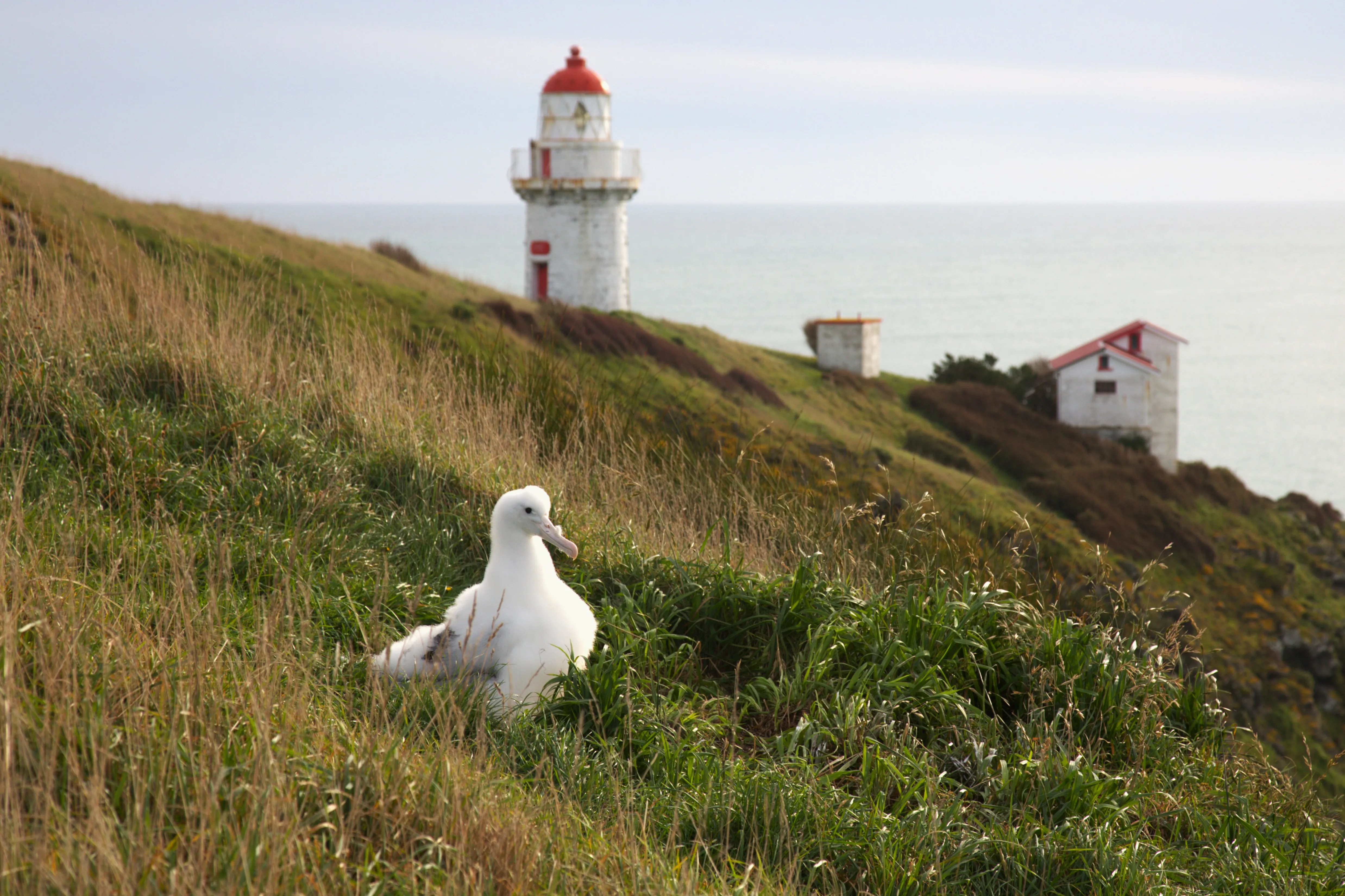 Dunedin Royal Albatross Viewing Tour - Book Now | Experience Oz + NZ-6