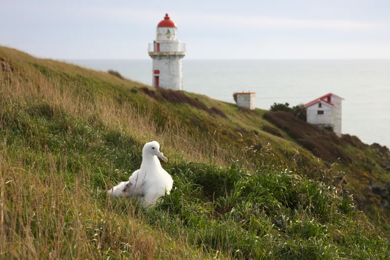 Dunedin Royal Albatross Viewing Tour - Book Now | Experience Oz + NZ