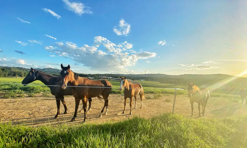 Horse Riding Tour with Petting Zoo Entry - Cairns