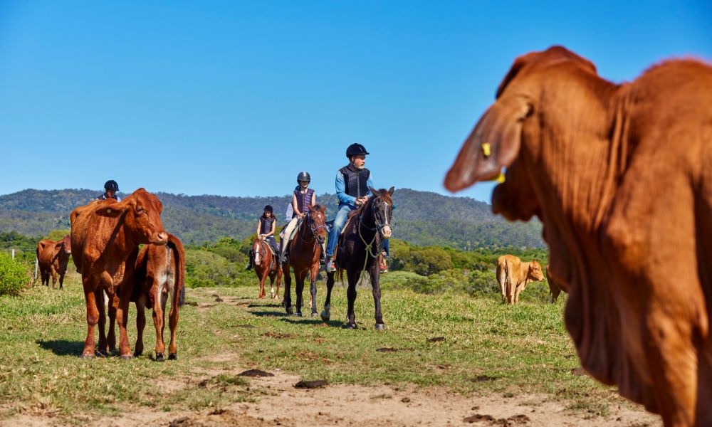 Horse Riding Tour with Petting Zoo Entry - Cairns