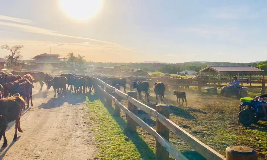ATV Tour with Petting Zoo Entry - Cairns