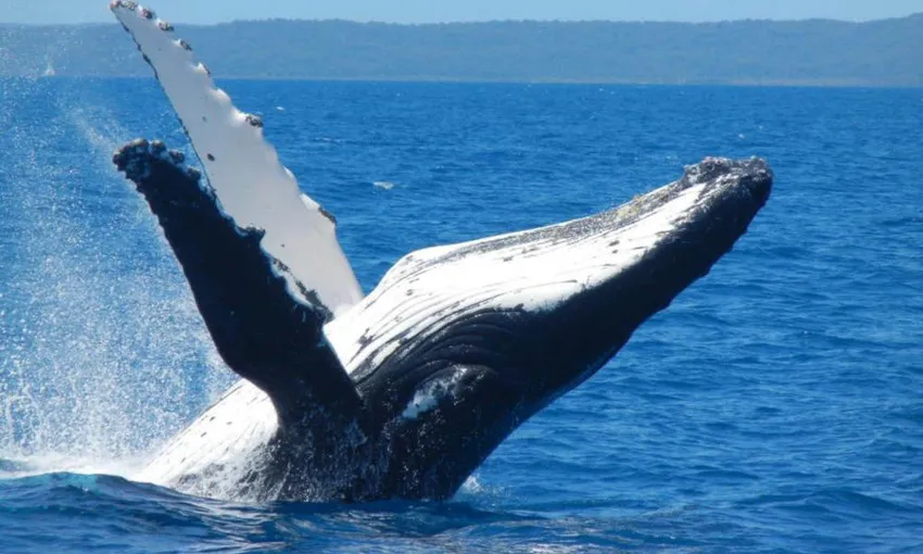 Sunshine Coast Whale Watching Cruise - 2 Hours