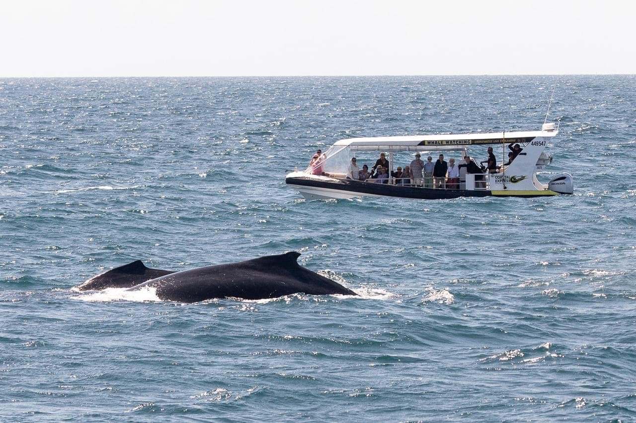 Sunshine Coast Whale Watching Cruise - 2 Hours
