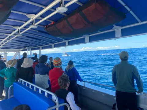 Sunshine Coast Whale Watching Cruise - 2 Hours
