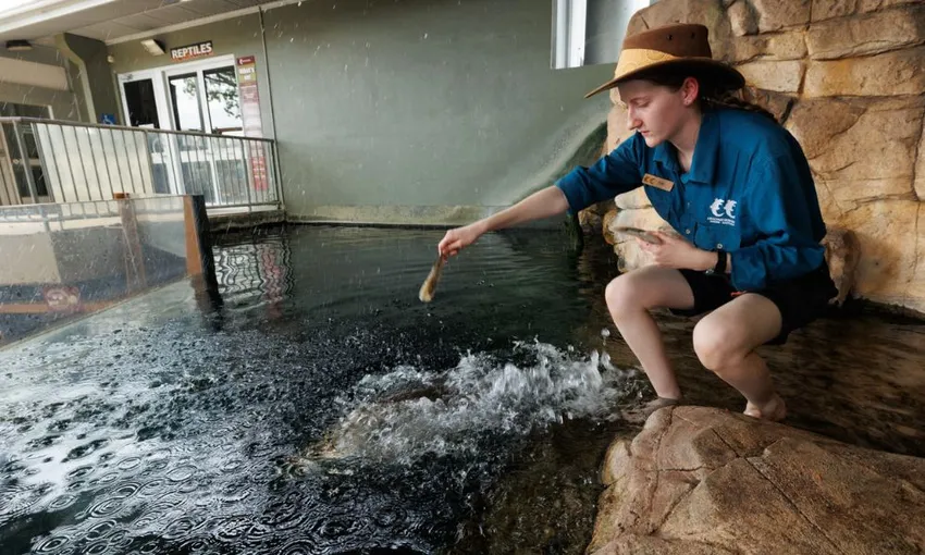 Crocosaurus Cove Entry with Whipray Encounter