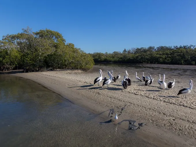 Tweed River Bush Tucker & Crab Catching Adventure Cruise 