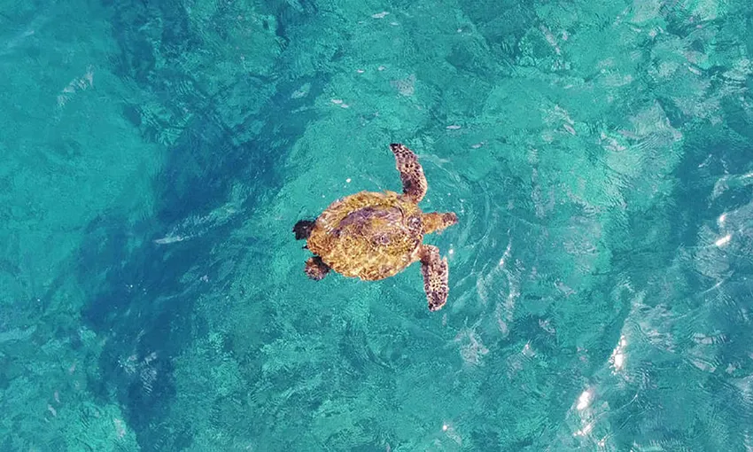 Coral Reef Scenic Flight - 30 minutes