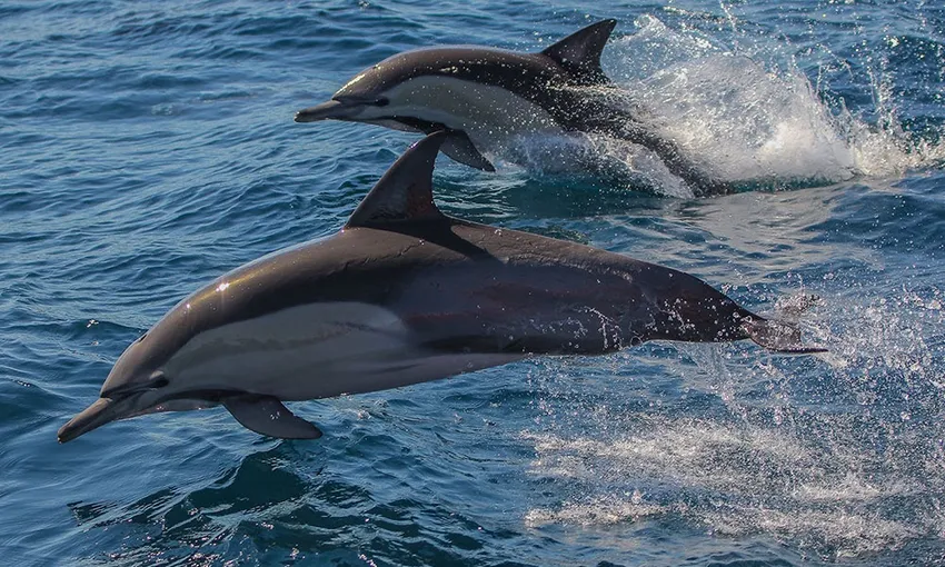 Nelson Bay Dolphin Watching & Sailing Cruise 