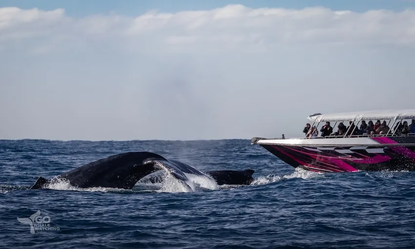 Sydney Whale Watching Adventure Cruise, 3 Hours