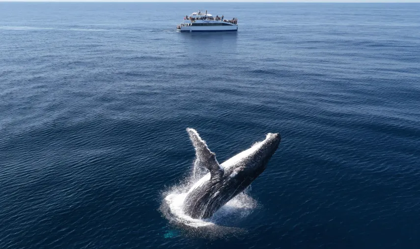 Sydney Whale Watching Adventure Cruise, 3 Hours
