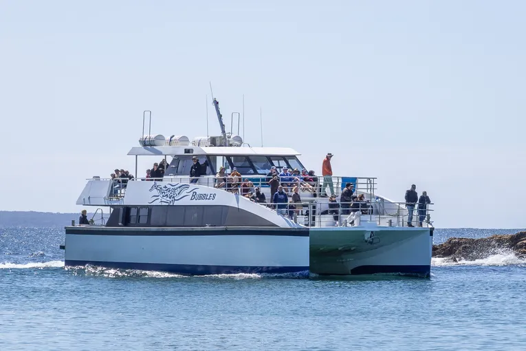 Sydney Whale Watching Adventure Cruise, 3 Hours
