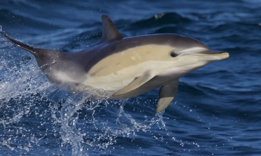 Merimbula Ocean and Wildlife Adventure, 2 Hours