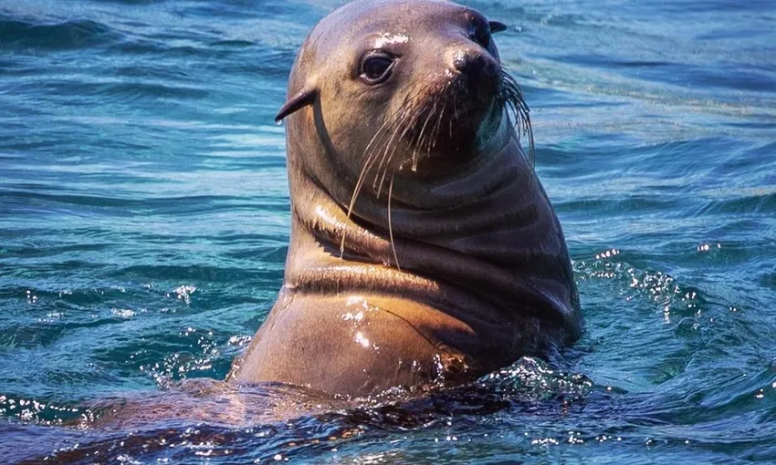 Merimbula Ocean and Wildlife Adventure, 2 Hours