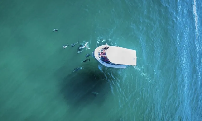 Merimbula Ocean and Wildlife Adventure, 2 Hours