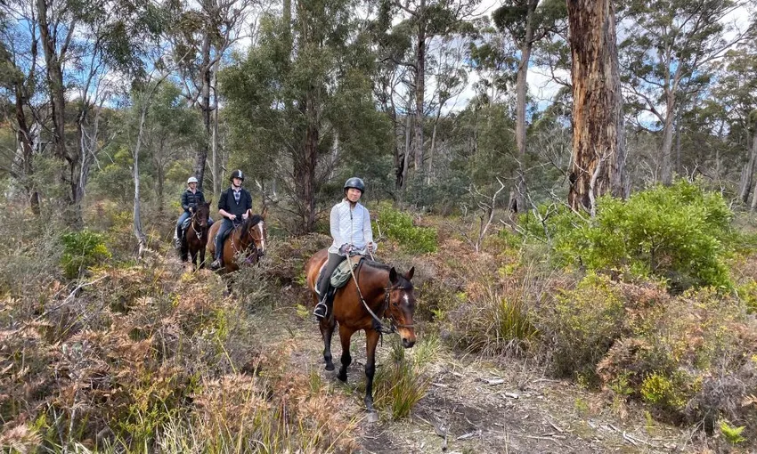 Bush Rangers Track Guided Horse Ride, 2 Hours