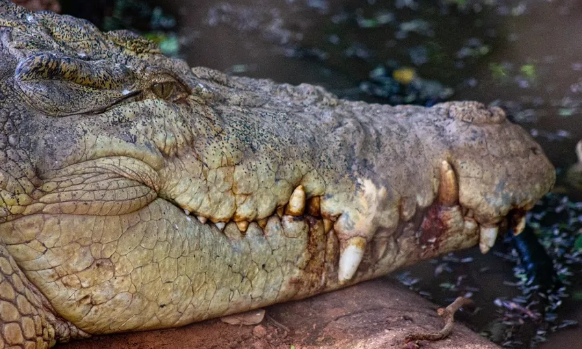 Crocodile Feeding Tour with Transfers - 2.5 Hours 