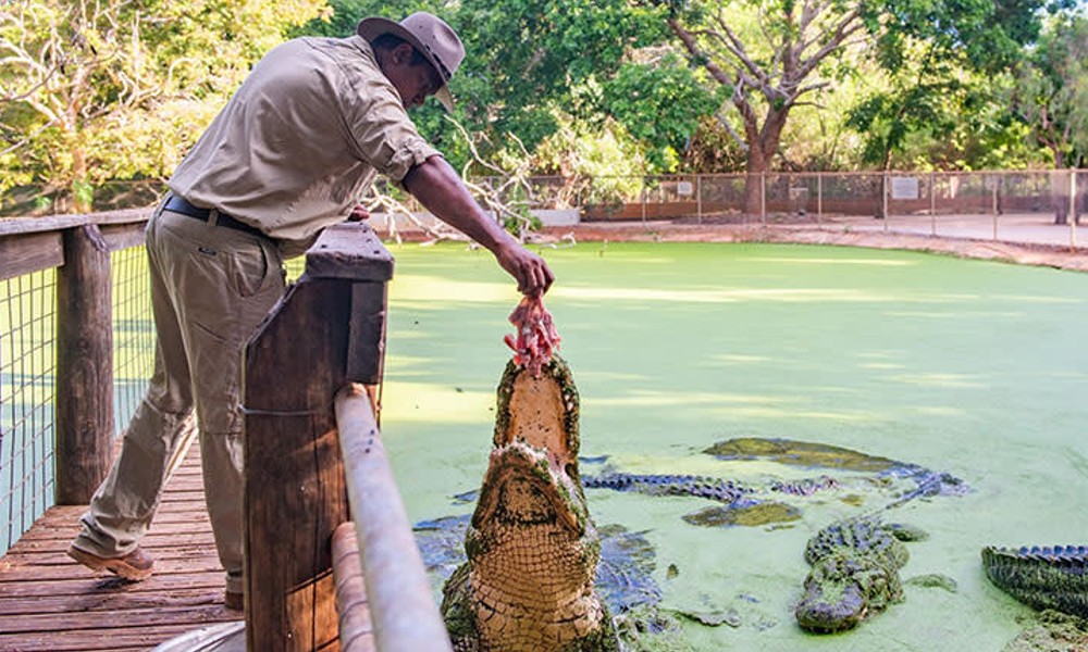 Crocodile Feeding Tour with Transfers - 2.5 Hours 