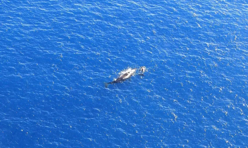 Scenic Flight Over Great Barrier Reef - 40 Minutes - Cairns