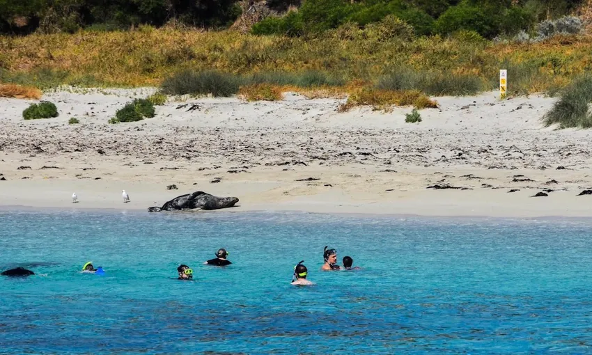 Carnac Island Snorkelling Tour from Fremantle, 4 Hours