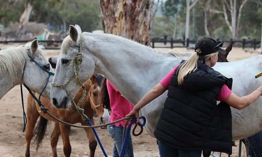 Jarrahdale Horse Trail Ride, 60 Minutes