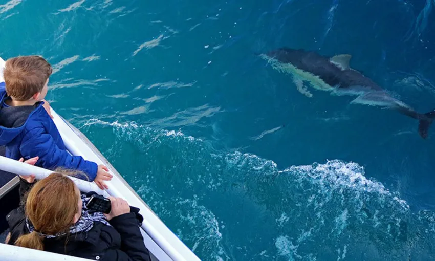 Phillip Island  Cape Woolamai Cruise, 1 Hour