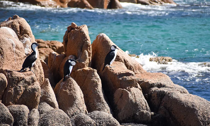 Phillip Island  Cape Woolamai Cruise, 1 Hour