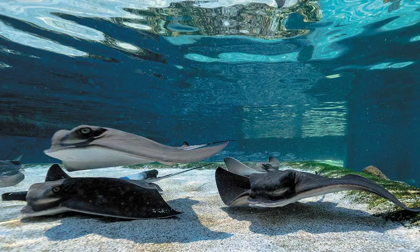 Perth Certified Dive with Sharks at The Aquarium of Western Australia