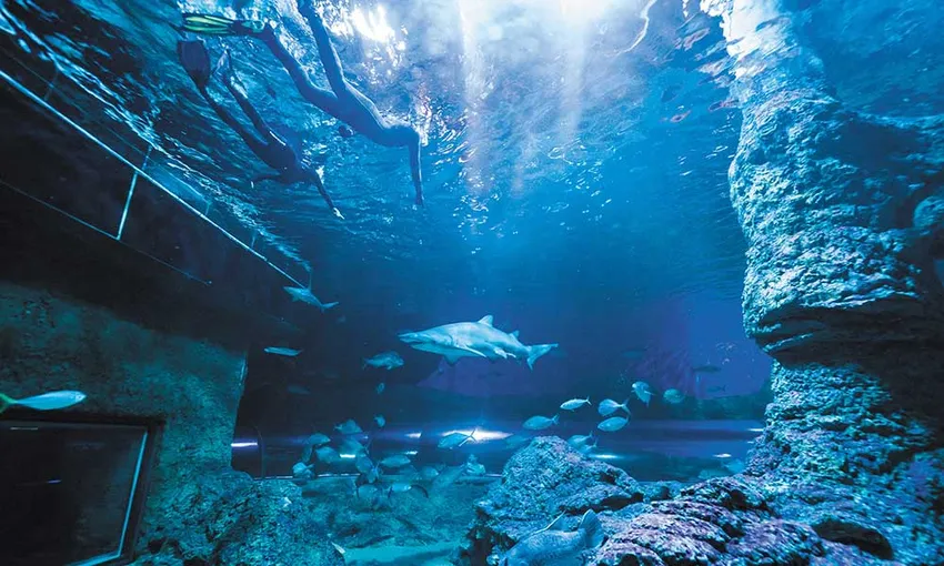 Perth Certified Dive with Sharks at The Aquarium of Western Australia