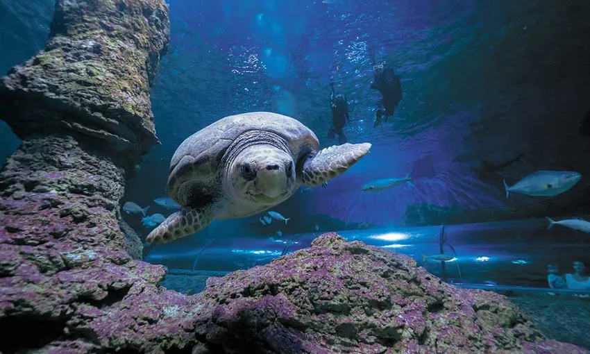 Perth Certified Dive with Sharks at The Aquarium of Western Australia