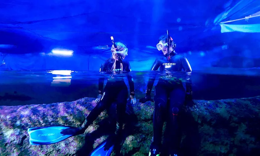 Perth Certified Dive with Sharks at The Aquarium of Western Australia