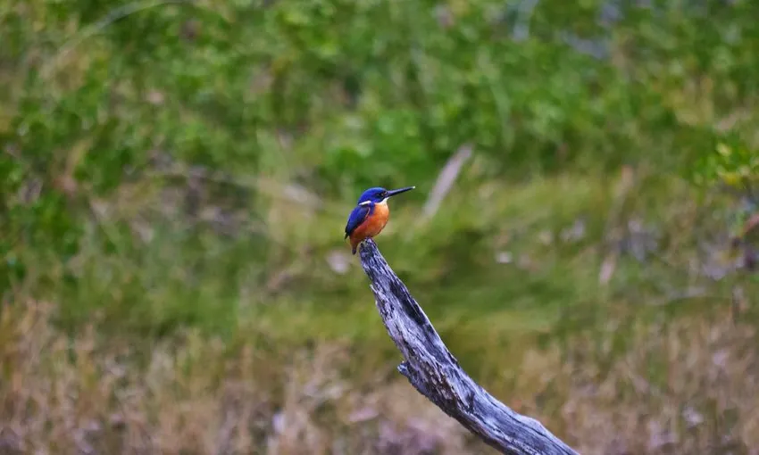 South Coast Bermagui River Kayak Tour, 3 Hours