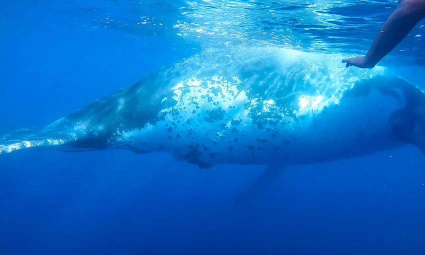 Mooloolaba Swim with Humpback Whales