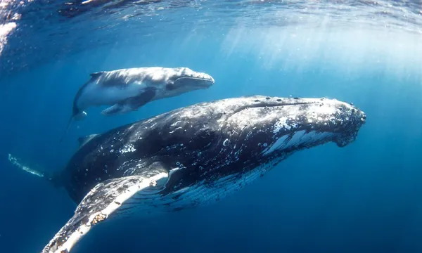 Mooloolaba Swim with Humpback Whales