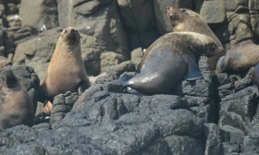 Shell Cove Eco Scenic Cruise, 2 Hours