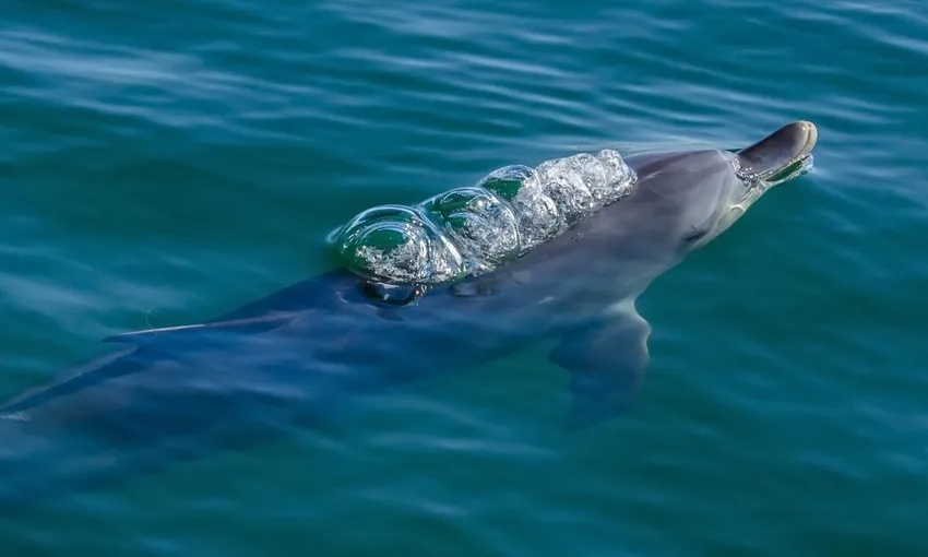 Bunbury Dolphin Spotting Eco Cruise, 1.5 Hours