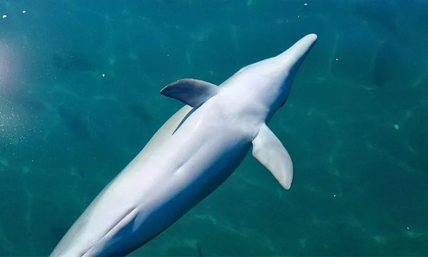 Bunbury Dolphin Spotting Eco Cruise, 1.5 Hours