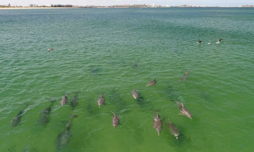 Bunbury Dolphin Spotting Eco Cruise, 1.5 Hours
