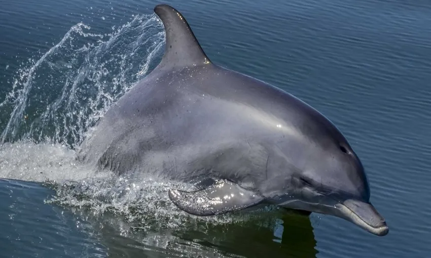Bunbury Dolphin Spotting Eco Cruise, 1.5 Hours